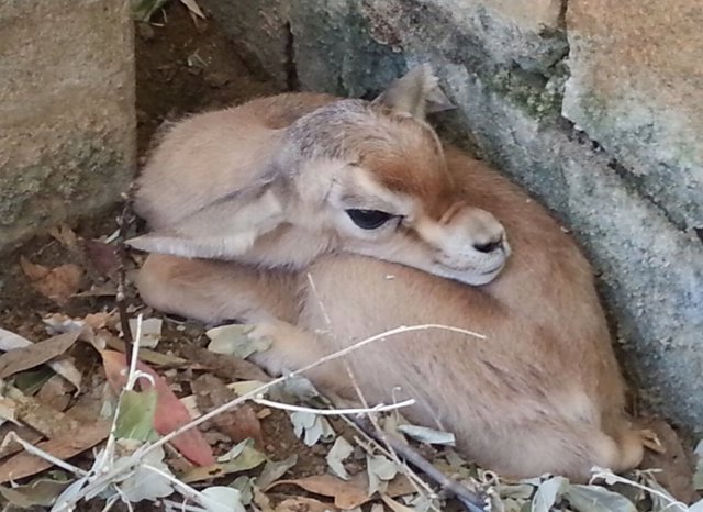 Nace un ejemplar de gacela dorcas en el Zoobotánico de Jerez