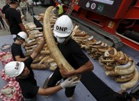 WWF pide a Hong Kong que acelere el fin del comercio de marfil tras la decisión de China