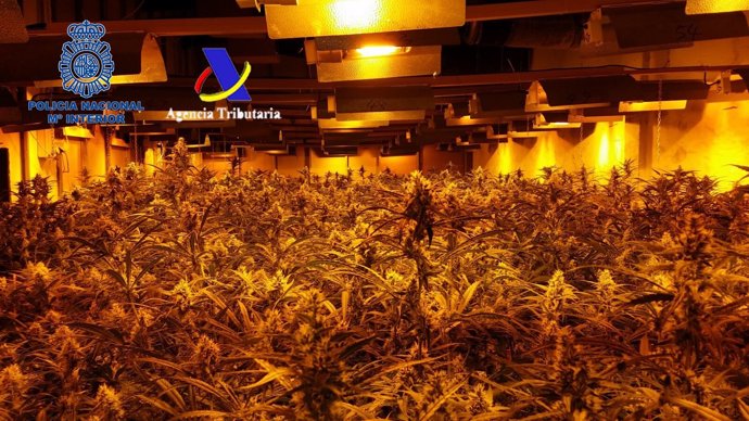 "Intervenidas 17.000 Plantas De Marihuana Cultivadas En Naves Industriales Por U