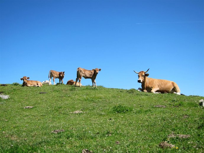 Ganado En Picos De Europa