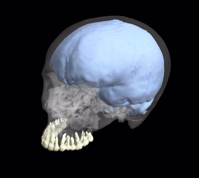 Reconstrucción de cráneo humano moderno