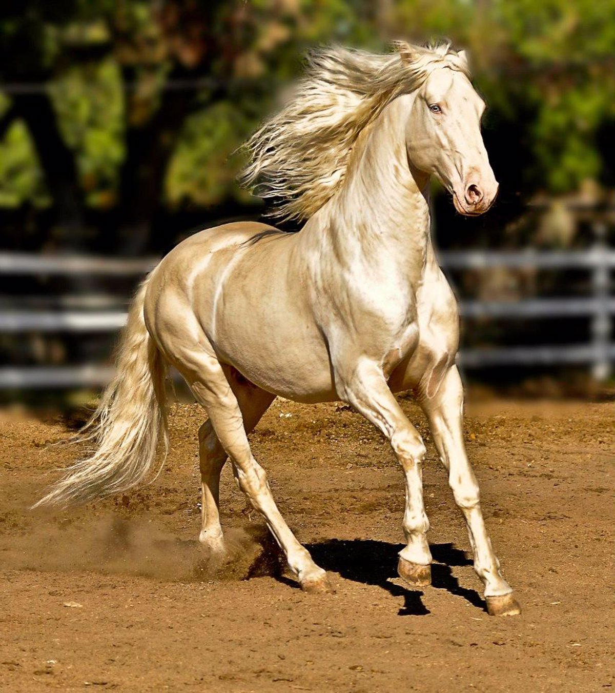 ¿Cómo se llama el caballo más bonito del mundo