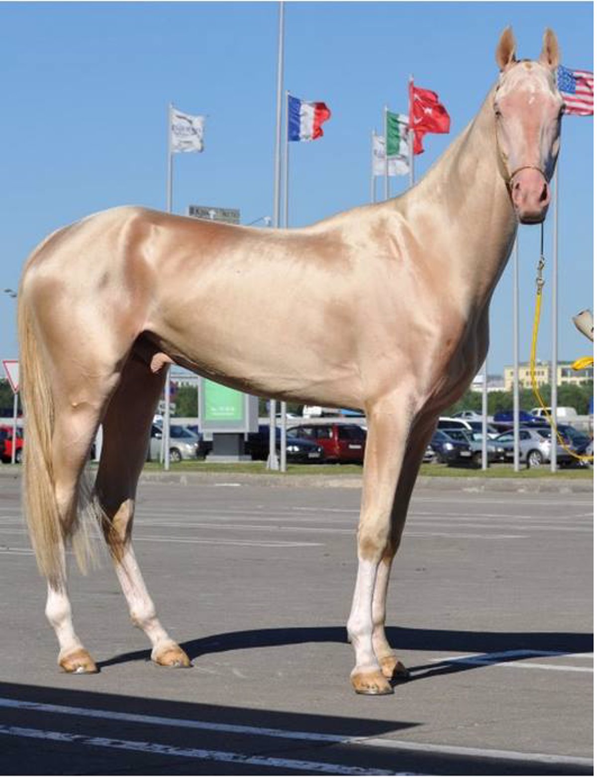 Este es, probablemente, el caballo más bonito del mundo