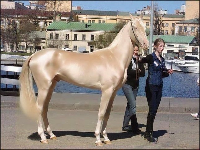 El Akhal-Teke uno de los caballos más bonitos del mundo