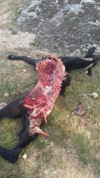 Un ataque de lobos deja una cabra muerta y cuatro desaparecidas en Las Navas del Marqués (Ávila)