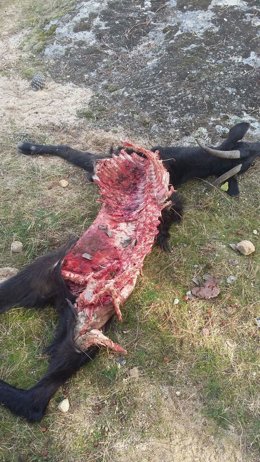 Cabra muerta tras un ataque de lobos