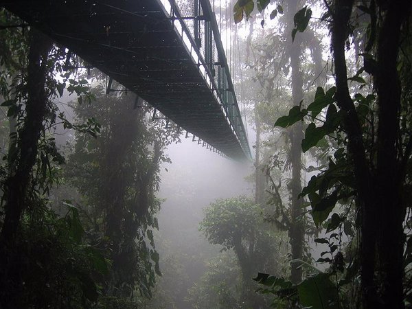5. Bosque Nuboso Monteverde