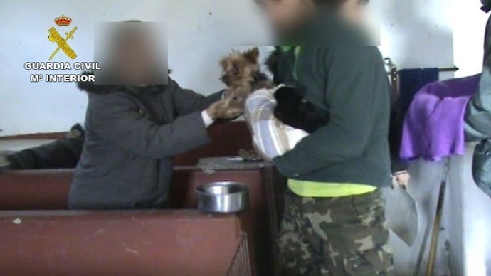Uno de los perros inmovilizados. 