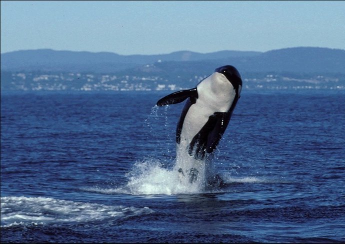 La orca J2, 'Granny' en 1998. Se estima que ha muerto a final de 2016.