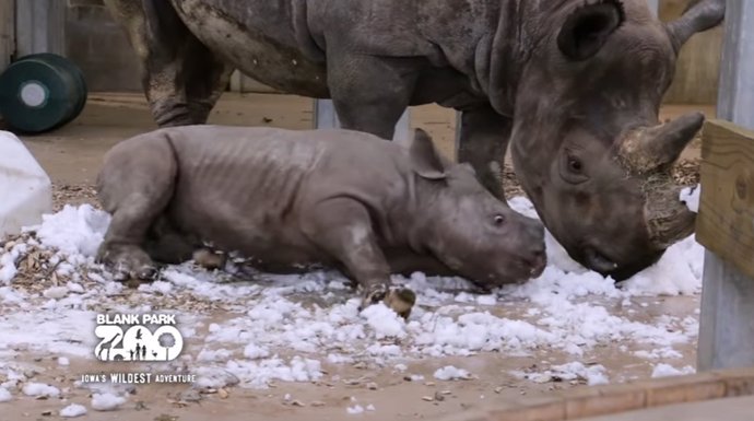 Este bebé rinoceronte descubre la nieve