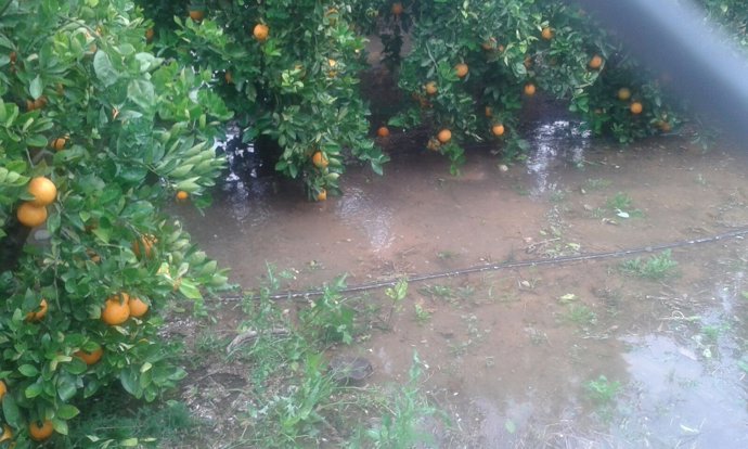 Daños en los cultivos por el temporal