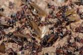 Foto: Agónica muerte en Bolivia: una mujer muere atada a un árbol plagado de hormigas