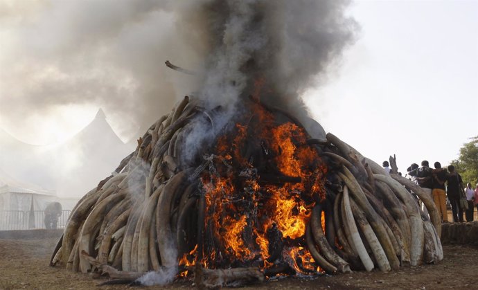 Kenia quema 15 toneladas de marfil en una ceremonia en Nairobi