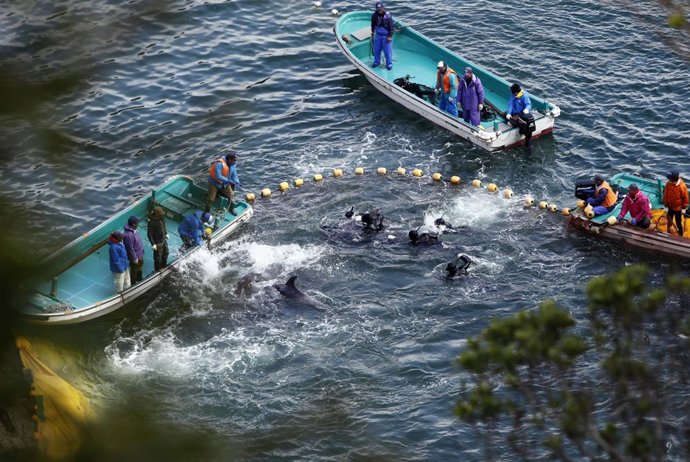 Cacería de delfines en Taiji, Japón