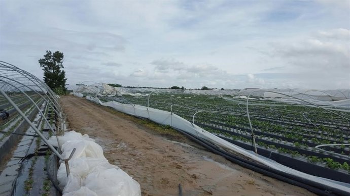 Un tornado daña la estructura de 40 hectáreas en Palos de la Frontera (Huelva).