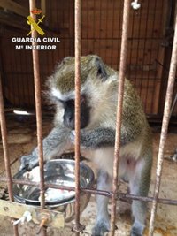 Detectan VIH en un mono incautado y buscan a otros 42 en paradero desconocido