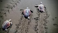 Devuelven al mar 30 tortugas tratadas en su Centro de Recuperación de Gran Canaria