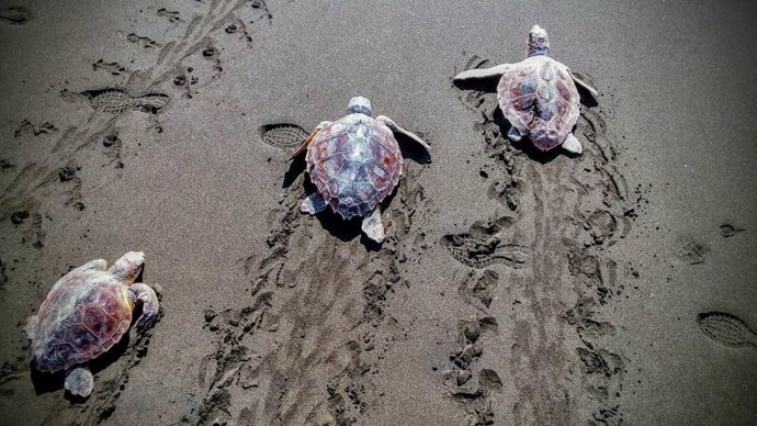 Las tortugas pertenecen a la especie Caretta caretta