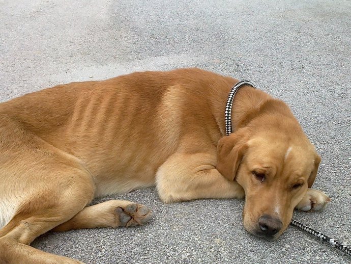 Perro acogido en el refugio de la Protectora de Animales