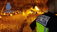 Cuatro detenidos e intervenidas casi 1.400 plantas de marihuana en La Viñuela (Málaga)