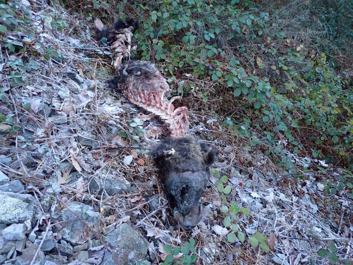 Restos de un oso muerto, hallados en Cangas del Narcea. 