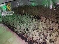 Detenidas 22 personas por cultivar marihuana en Antequera para después enviarla a Holanda