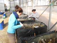 Una planta piloto de la UPCT con humedales artificiales reducirá la entrada de nutrientes al Mar Menor