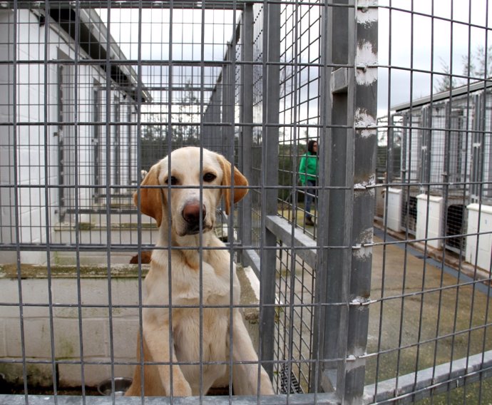 Un perro del refugio animal provincial