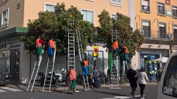 Recogida de naranjas en Sevilla.