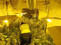 Intervenidas 918 plantas de marihuana en una operación con siete detenidos en Pozo Alcón