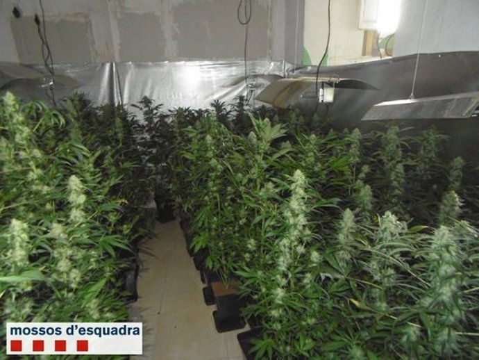 Agencia Catalana de Noticias