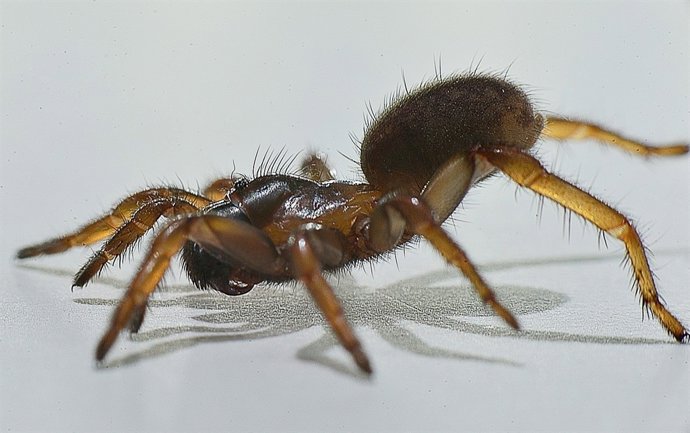 Imagen de una araña nemesia