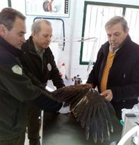 Recuperado el 50% de los animales ingresados vivos en el CREA de Jaén durante 2016