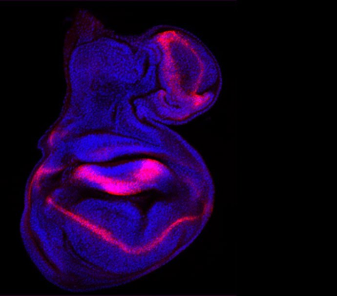 La mosca del vinagre ('Drosophila melanogaster') 