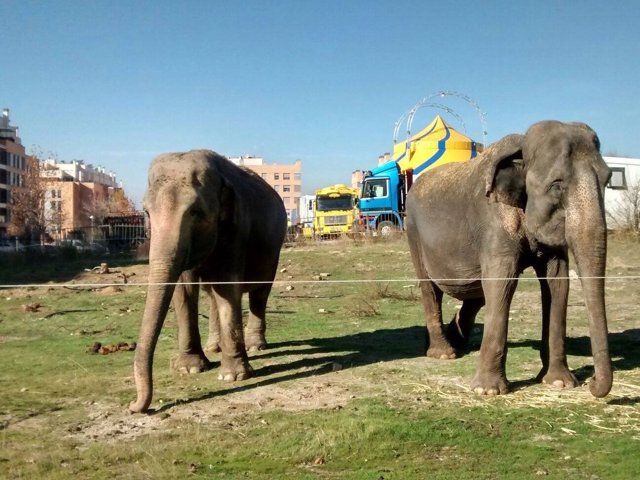 Dos elefantes del circo