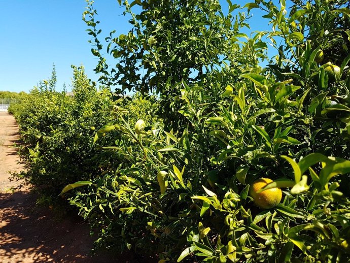 Campo naranjo