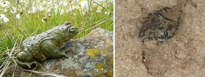 Los sapos detectan la lluvia con su oído interno