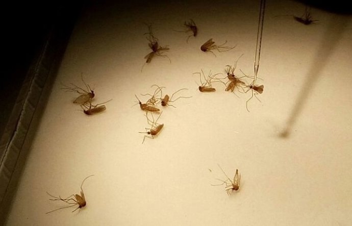 Fundación Descubre. Identifican En La Saliva Del Mosquito Un Parásito Implicado 