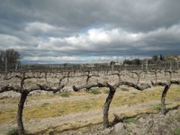 UPA-UCE Extremadura celebra la "vuelta al anterior modelo" de seguros agrarios