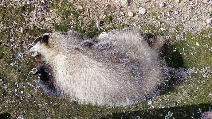 Tejón atropellado en Bétera