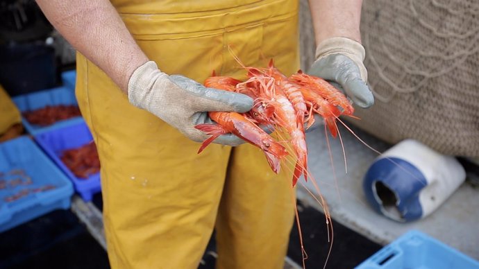 Gamba Roja de Denia