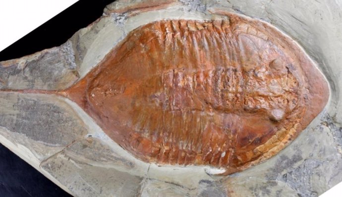 Hallados en Marruecos fósiles de trilobites con patas y partes blandas de hace 4