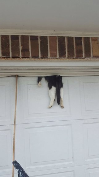 Un gato quedó atrapado entre la puerta de un garaje y el techo en Luisiana