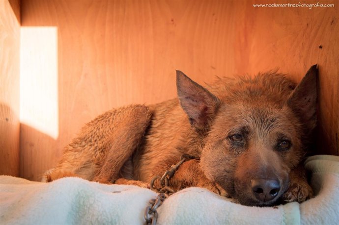 Uno de los animales del refugio asaltado