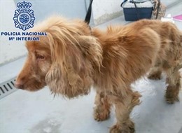 Imagen del perro rescatado