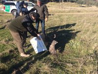 La Junta suelta en el Parque Natural de Despeñaperros dos buitres leonados y un azor