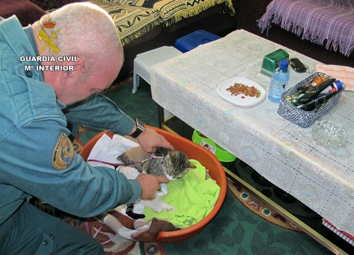 Imagen del gato que ha resultado herido