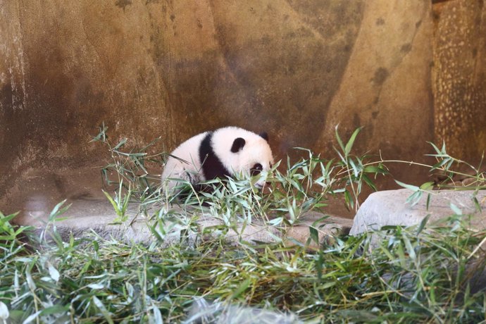 Cría de oso panda gigante en el Zoo de Madrid