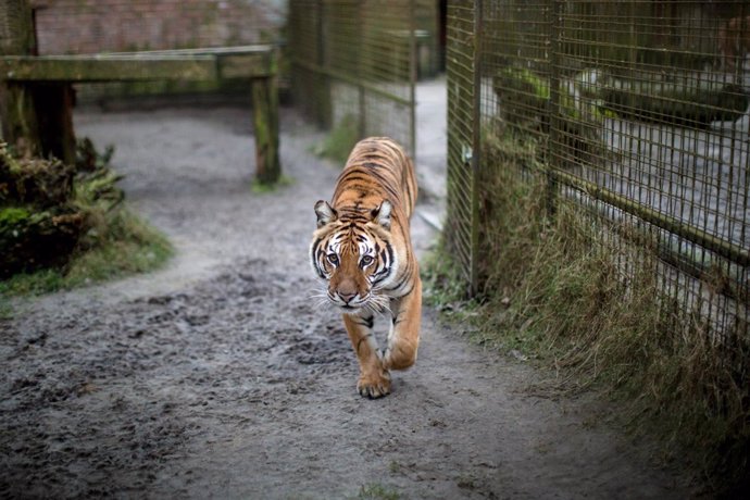 Un tigre del refugio para felinos Felida