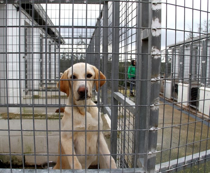Un perro del refugio animal provincial